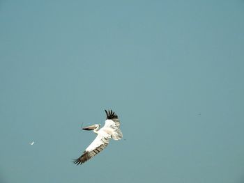 Low angle view of eagle flying against clear sky