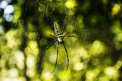 Close-up of spider on web