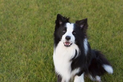 High angle portrait of border collie on field