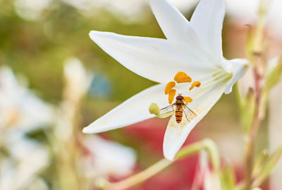 Close-up of insect on white flower