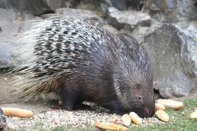 Close-up of an animal