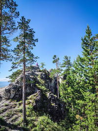 Low angle view of trees against clear blue sky