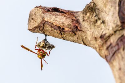 Close-up of bee against clear sky