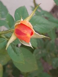 Close-up of red rose on plant
