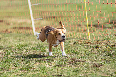 Dogs running on field