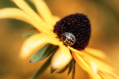 Close-up of yellow flower