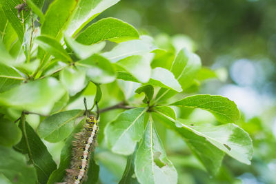 Close-up of green leaves on plant