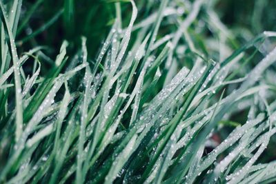 Close-up of wet grass on field