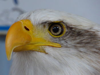 Close-up of eagle