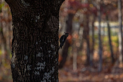 Butterfly on tree trunk