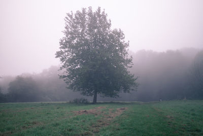 Trees on field against sky during foggy weather