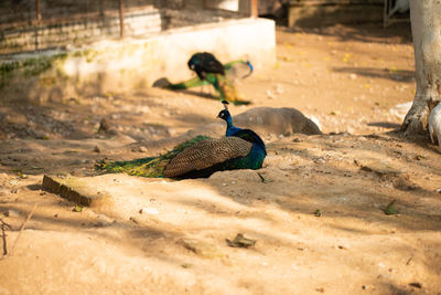 Beautiful peacock. peacock showing its tail, peacock with spread wings in profile.