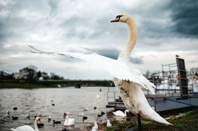 bird