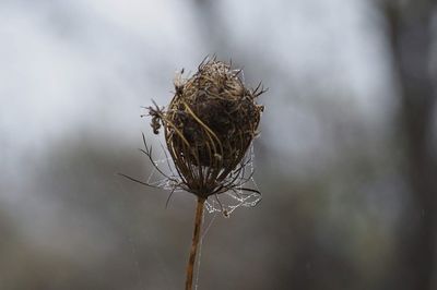 Close-up of dried plant