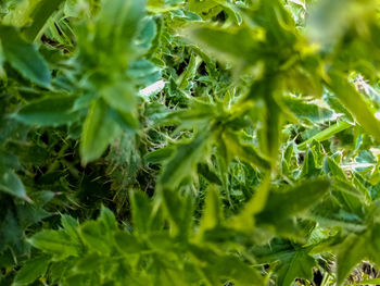 Close-up of fresh green leaves