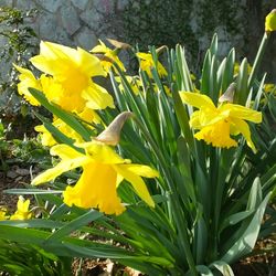 Close-up of yellow flowers