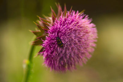 Close-up of pink thistle flower