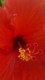 Full frame shot of red hibiscus