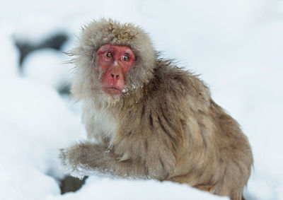 Monkey looking away in snow