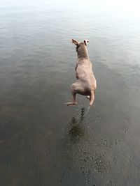 Weimaraner jumping into lake