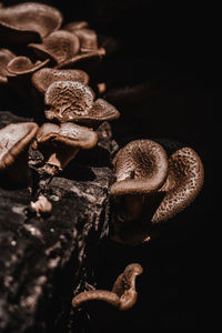 Close-up of mushrooms against black background