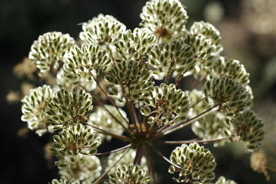 Close-up of flowers growing on plant