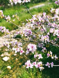 Close-up of pink cherry blossoms in spring