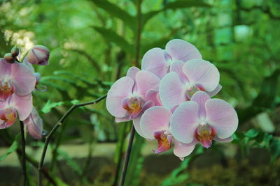 Close-up of pink flowering plants in park