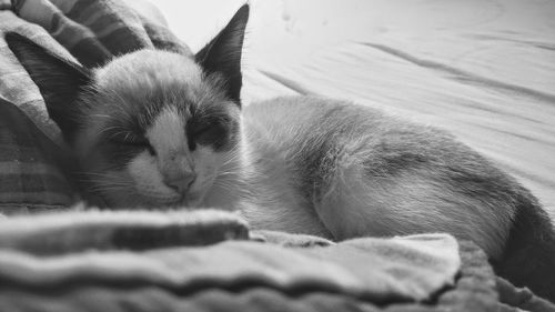 Close-up of cat sleeping on bed