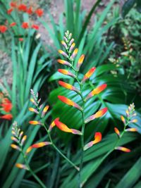 Close-up of plant