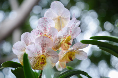 Close-up of white flowering plant