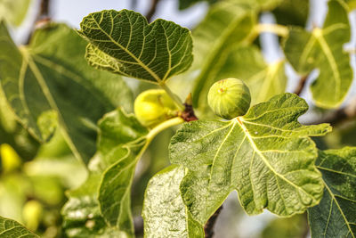 Close up of fig and leaves on a fig tree