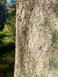 Close-up of lichen on tree trunk