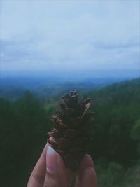 Close-up of hand holding pine cone against cloudy sky