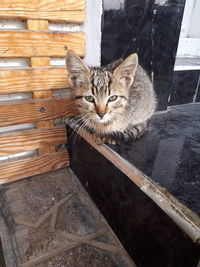 Portrait of a cat sitting on wood