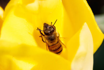 Close-up of bee pollinating on yellow flower