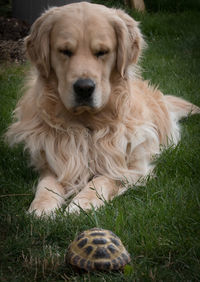 Portrait of golden retriever relaxing on field