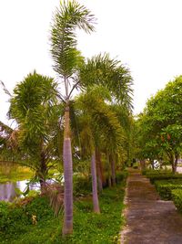 Palm trees against sky