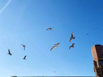 Low angle view of birds flying in the sky