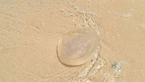 High angle view of bubbles on beach