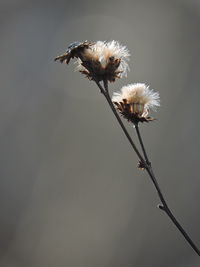 Close-up of wilted plant against white background