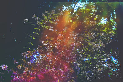 Close-up of tree by water