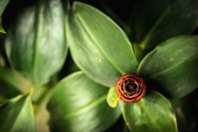 Close-up of red rose flower