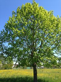 Tree in field against clear sky