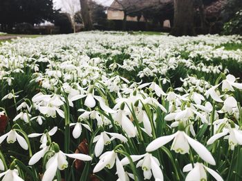 Close-up of flowers growing in field