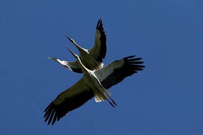 Low angle view of bird flying in sky