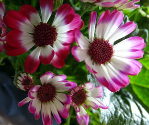 Close-up of flowers