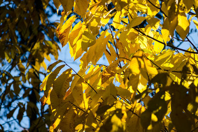 Low angle view of leaves on tree