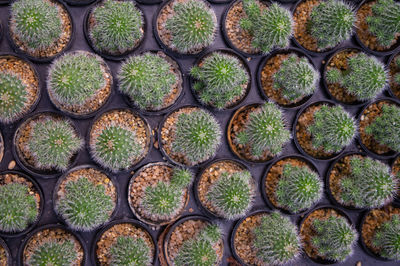 Full frame shot of potted plants