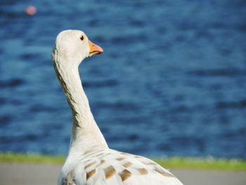 Close-up of swan on lake